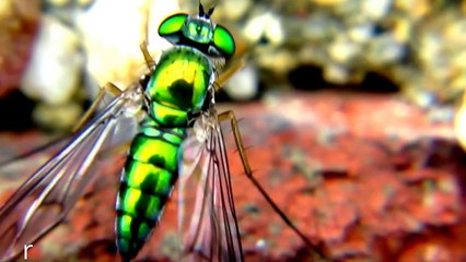 Bug so Beautiful It looks Fake