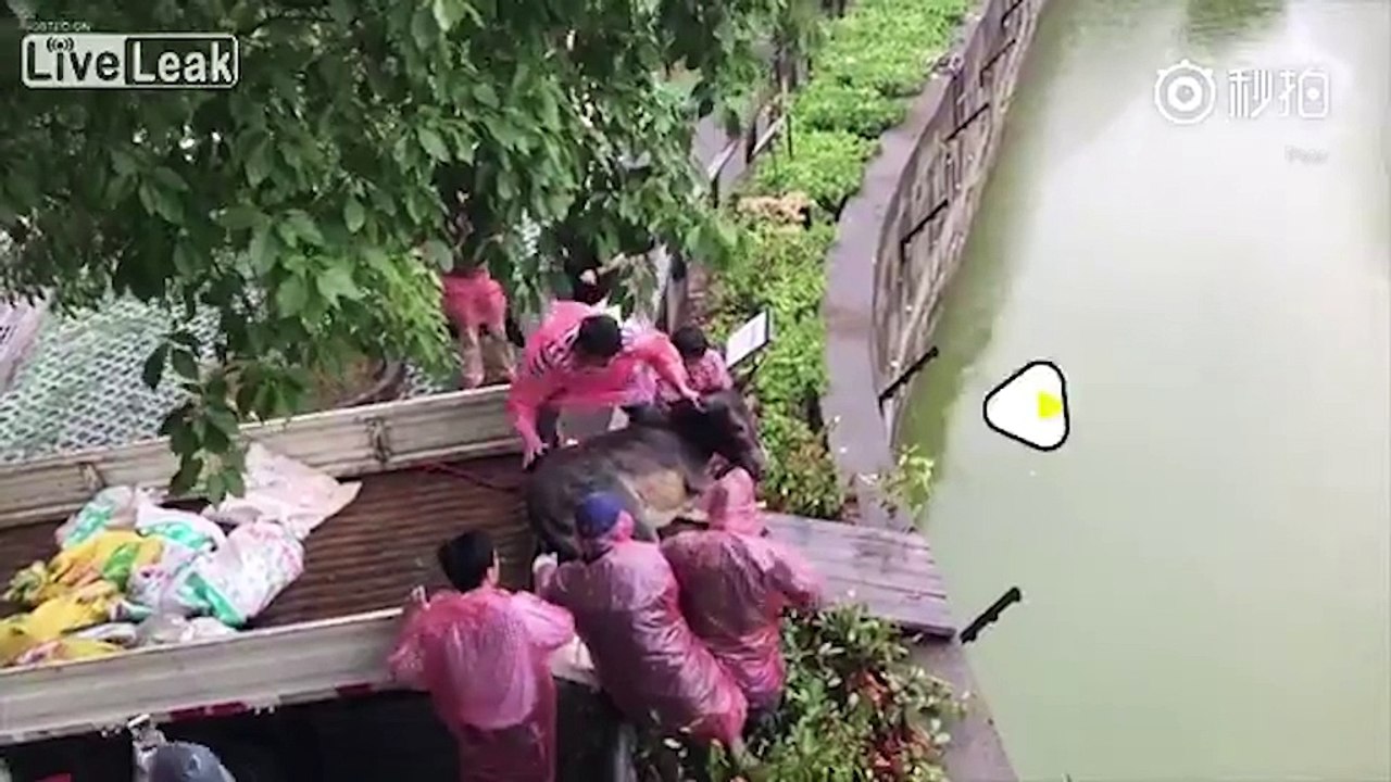 Ce qui se passe dans ce zoo est horrible, la vidéo a troublé le monde entier.