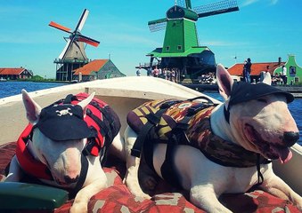 Bull Terriers Cruising in a Boat