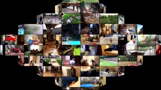 135.Funny Cats Vs Mirrors - Funny Cats Compilation January 2016