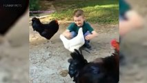 Funny Chickens 2017  [Funny Pets]54645erwer