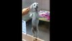 Funny  Dogs Dancing Compilation - Funny Animals Dancingwerwer234234!