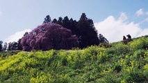 Sakura Stream in Tohoku, Japan 4K (Ultra HD) - 東北の春
