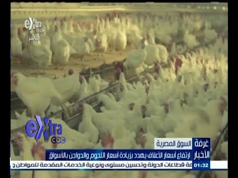 #غرفة_الأخبار | ارتفاع أسعار الأعلاف يهدد بزيادة أسعار اللحوم والدواجن بالأسواق