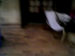 Bueno(ma chienne) en plein délire (comme dab)