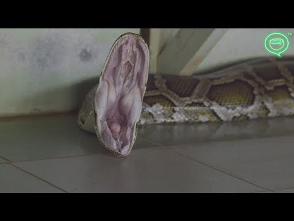 The Python Princess of Bago, Myanmar | Coconuts TV