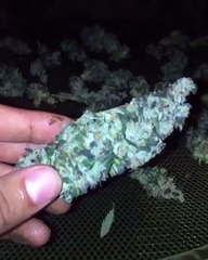 Buy medical marijuana ,   +1 440 7834 -250