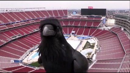 Le videobomb animalier le plus fun : corbeau adorable