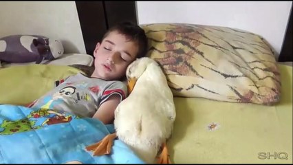 Ce gamin dort avec son copain le canard... Belle amitié