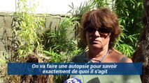 À Saint-Pierre-La-Mer, plus d'une centaine de chats a été empoisonnée…