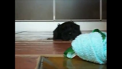 C'est la première nuit que ce Schnauzer miniature passe chez lui, et il a envie de tout, sauf de jouer.