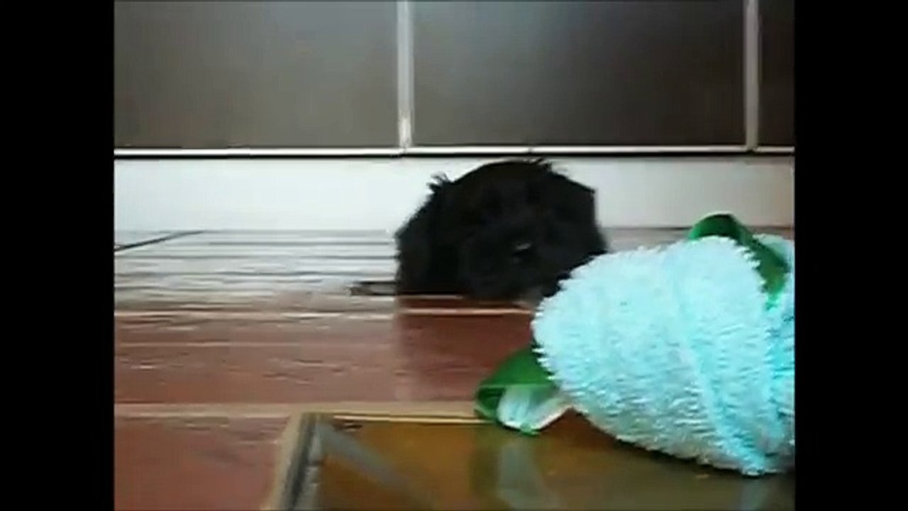 C'est la première nuit que ce Schnauzer miniature passe chez lui, et il a envie de tout, sauf de jouer.