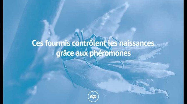 Grâce à des phéromones, ces fourmis contrôlent la naissance des reines