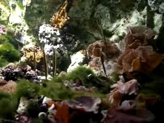 aquarium porte dorée 3