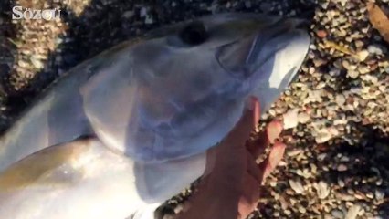 Şaşıracaksınız ama burası Türkiye! 30 Kiloluk balığı saldılar