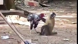 monkey with rooster