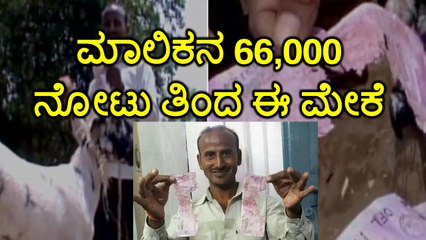 viral video: Goat eats up 66,000 rupees of owner   | oneindia Kannada