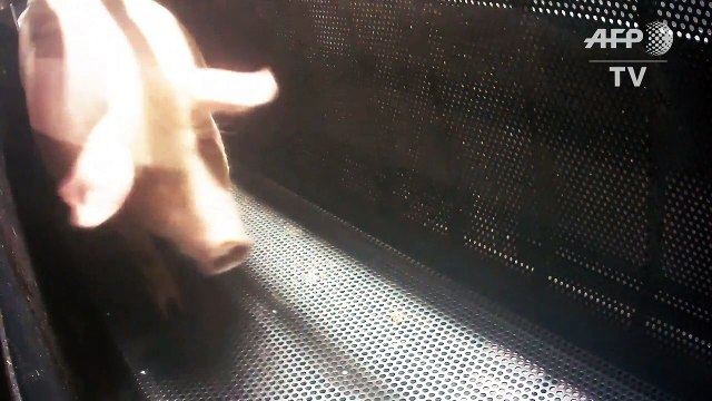 L214 diffuse des images d'un abattoir de porcs à Houdan