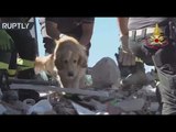 Bark for Life: Dog rescued in Italy 9 days after quake