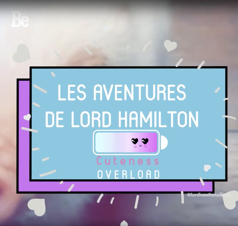 Cuteness Overload : Lord Hamilton le cochon ; )