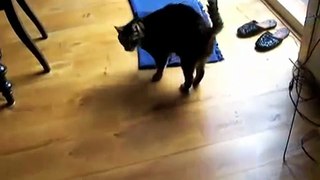 Cat Playing - I Spy