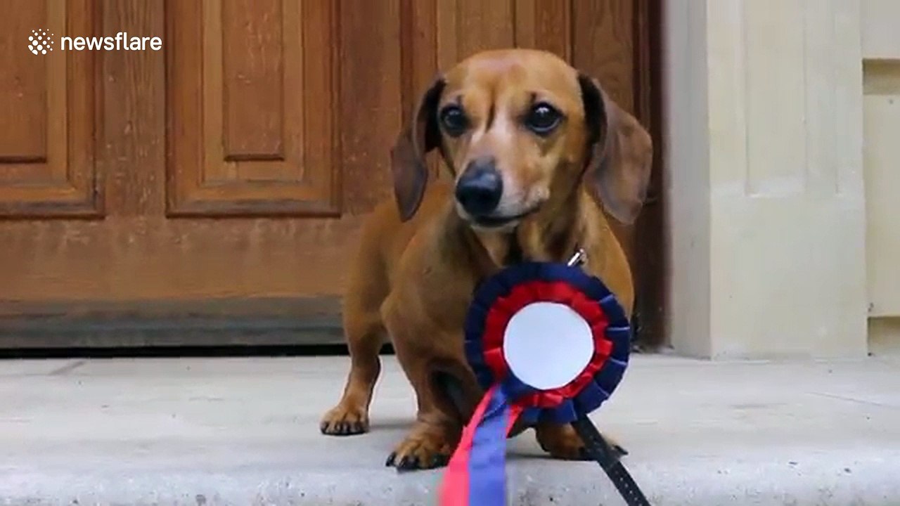 These dogs are ready for the election
