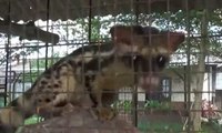 Hewan Langka Sejenis Marsupilami Ini Ada di Pangkal Pinang