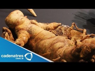 ¿Para que sirve la Mandragora? / Mandragora, planta mágica