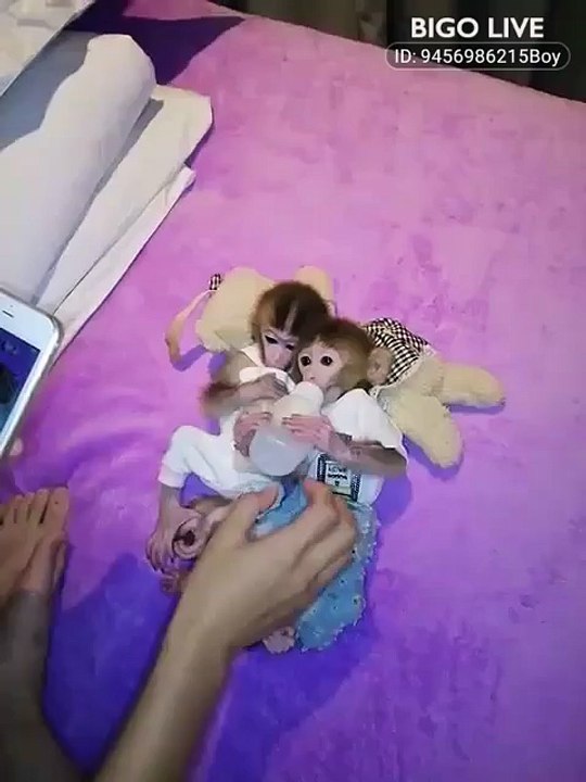 MONKEY BABYS