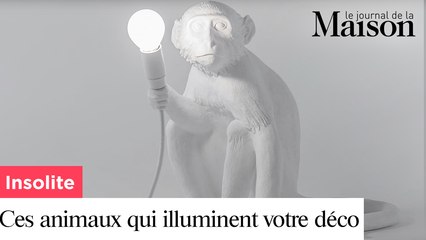 Insolite : ces mystérieux animaux illuminent votre déco !