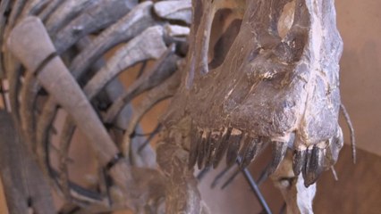 Dinosaure aux enchères