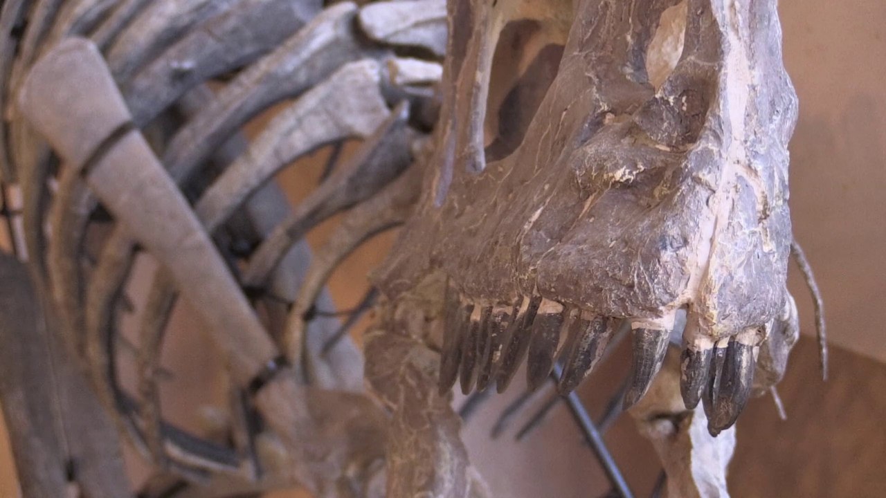 Dinosaure aux enchères