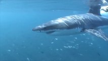 هذ الصباح-القرش الأبيض بلائحة الكائنات المهددة بالانقراض