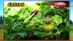 Greens | 3D animated nursery rhymes for kids with lyrics  | popular Vegetables rhyme for kids | Greens song  | Vegetables songs | Funny rhymes for kids | cartoon  | 3D animation | Top rhymes of Vegetables for children