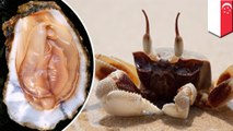 Alat kelamin wanita dikira tiram, dicapit kepiting saat berjemur telanjang - Tomonews