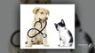 Pets First Wellness Center – Best Pet Clinic with Certified Veterinarians in Bonita Beach, FL
