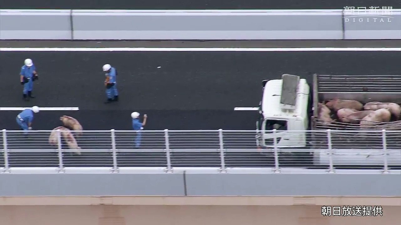 RODOVIA JAPONESA FECHADA POR 19 PORCOS NA PISTA