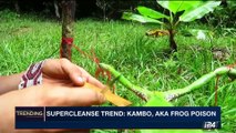 TRENDING | Supercleanse trend: Kambo, Aka frog poison | Thursday, June 8th 2017