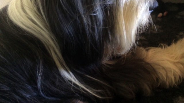 chiots bearded Collie du Paradis des Coeurs Tendres