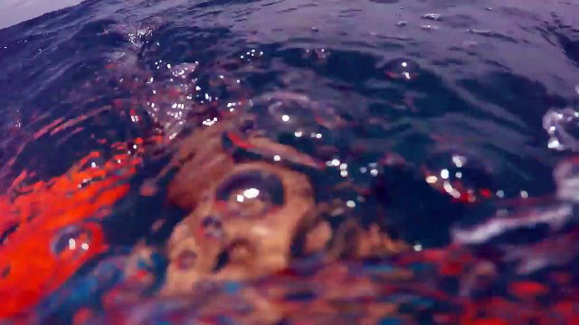 Un plongeur se fait attaquer la jambe par un requin en Floride