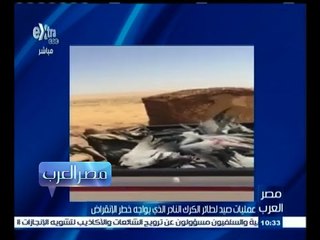 #مصر_العرب | عمليات صيد لطائر الكرك النادر الذي يواجه خطر الإنقراض