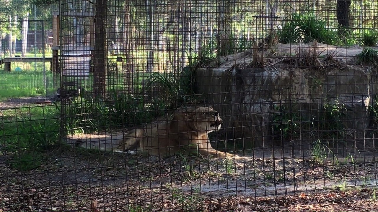 Big Lions Roaring!!