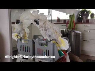 Harley the Cockatoo Gets Goofy With Reflection