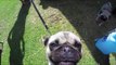 Pugs Get Their Close Up at 