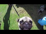 Pugs Get Their Close Up at 