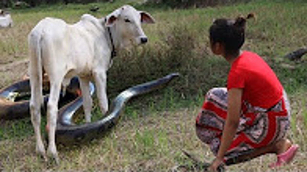 Amazing!!! Brave Sister Catch Snake in a Village - Snake Attack Baby Cow
