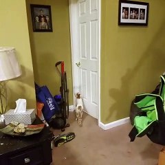 SAVAGE CAT OPENS DOOR!