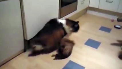 Cats Play Fight - Kitty Fight Club (1)