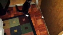 Cute Kitten Tries to Defeat the Door Monster (1)