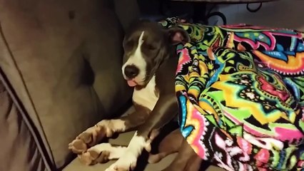Cute Pit Bull Is A Little Tired - Snoozing Pup
